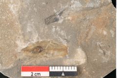 Foto (Detailansicht) von Jordania moravica Helmh. (NHMW-GEO-2024-0188-11143)